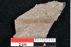 Foto (Detailansicht) von Puccinites zosterae Ettingshausen (NHMW-GEO-2024-0188-6629)